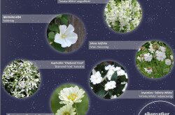 Holdfénykert - alkonyatkor virágzó növények